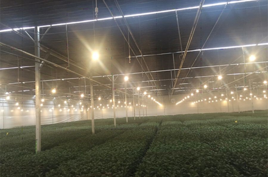 Lắp đặt dèn led hoa cúc Rạng Đông tại Công ty Đà Lạt Hasfarm – Đà Lạt.