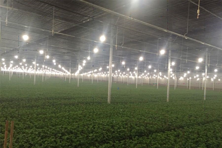 Lắp đặt dèn led hoa cúc Rạng Đông tại Công ty Đà Lạt Hasfarm – Đà Lạt.