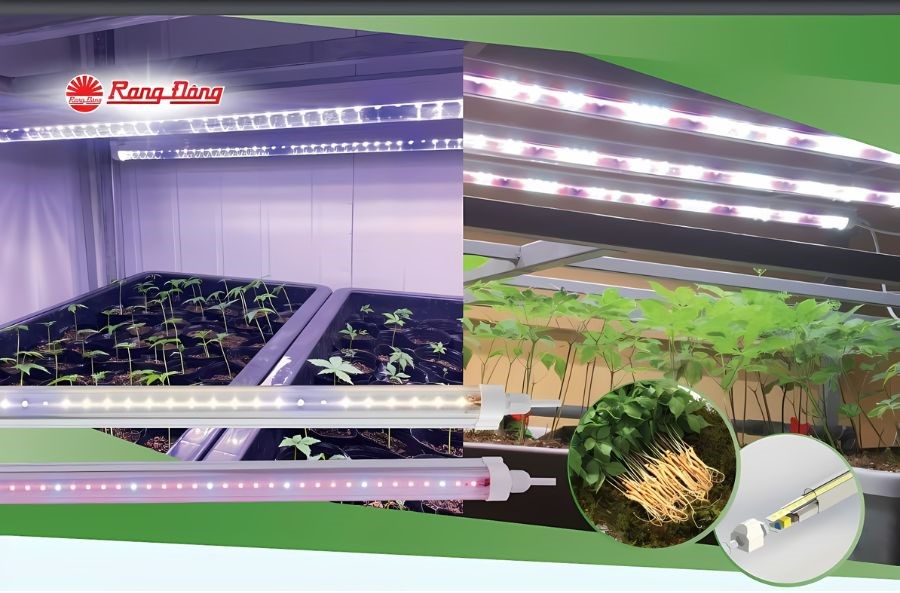 Sử dụng đèn LED trồng cây Rạng Đông T8 LT 1200/30W WBU (IP65)