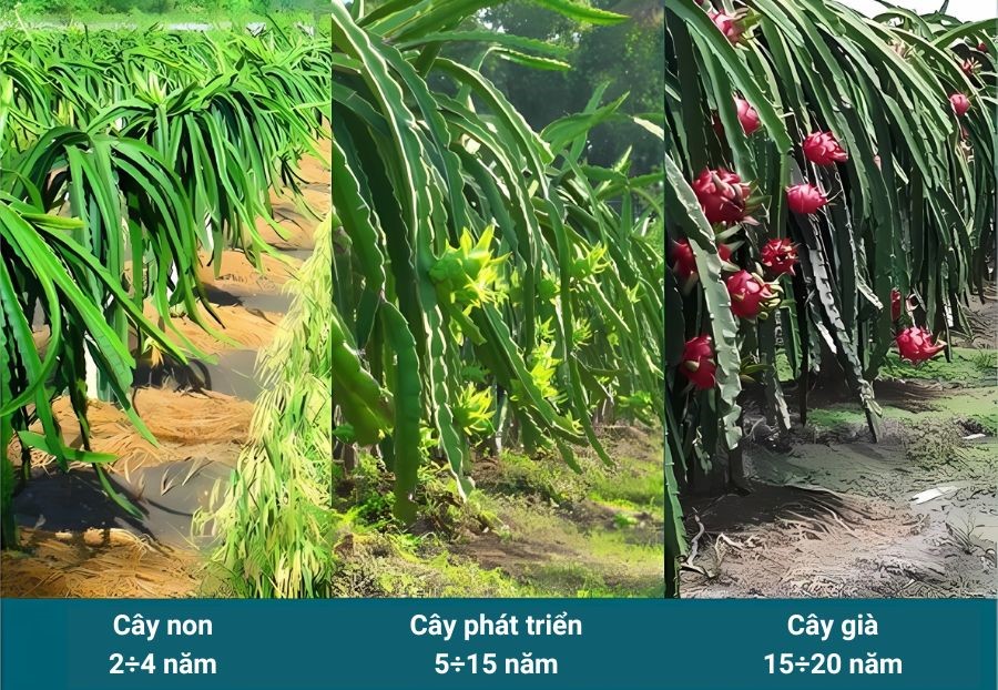 Tuổi cây thanh long