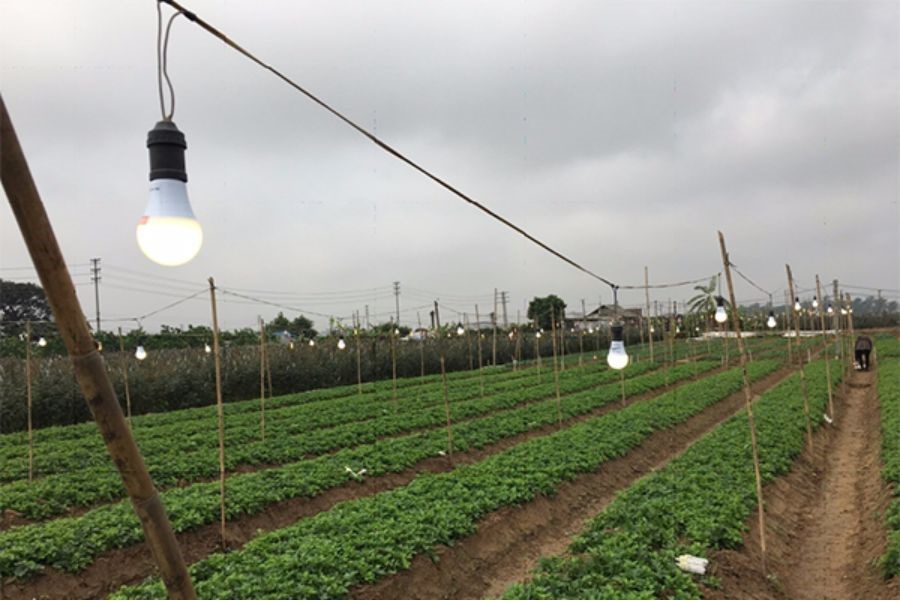 Lắp đặt đèn led hoa cúc Rạng Đông Vườn hoa cúc anh Trường - Mê Linh, Hà Nội
