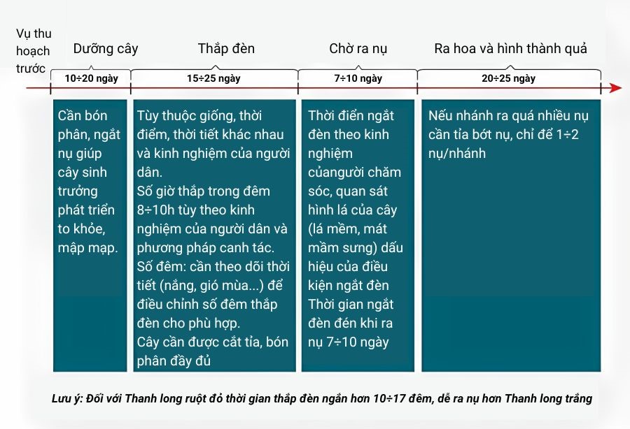 Mô tả quy trính thắp đèn cho một vụ thanh long