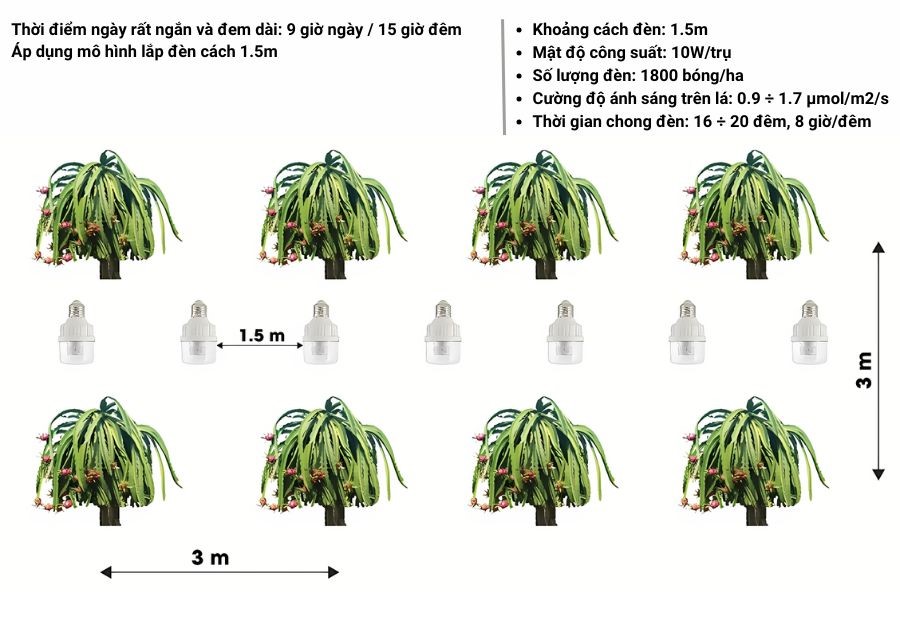 Hướng dẫn chong đèn