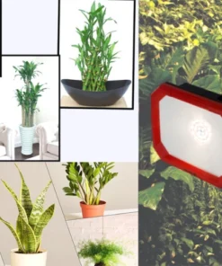 Đèn LED trồng cây trong nhà Rạng Đông CX50W WR-220V