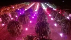 vuon thanh long binh thuan201