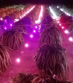 vuon thanh long binh thuan201
